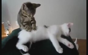 It's Oh So Cute - Animals - VIDEOTIME.COM