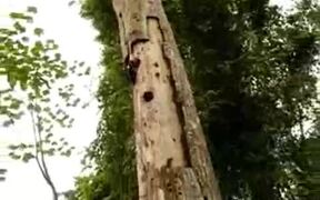 Woodpecker Attacks Against Snake - Animals - VIDEOTIME.COM