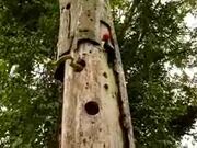 Woodpecker Attacks Against Snake