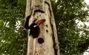 Woodpecker Attacks Against Snake