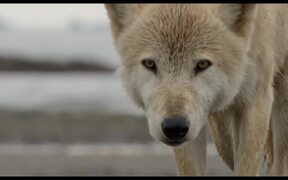 Bears Trailer - Movie trailer - VIDEOTIME.COM
