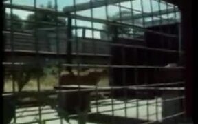 Christian the Lion - Animals - VIDEOTIME.COM