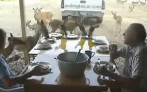 Deer For Breakfast In Texas - Animals - VIDEOTIME.COM