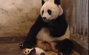 Baby Panda Sneezes - Animals - VIDEOTIME.COM