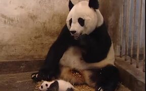 Baby Panda Sneezes