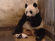 Baby Panda Sneezes - Animals - Y8.COM