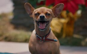 Pups Alone Official Trailer - Movie trailer - VIDEOTIME.COM