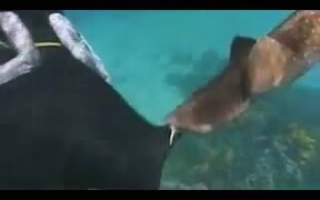 Baby Shark Attack - Fun - VIDEOTIME.COM