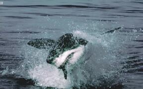 Great White Shark Video