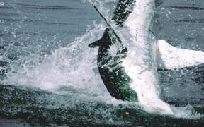 Great White Shark Video - Animals - VIDEOTIME.COM