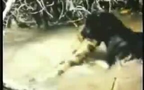 Jaguar Vs Anaconda - Animals - VIDEOTIME.COM