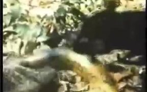 Jaguar Vs Anaconda - Animals - VIDEOTIME.COM