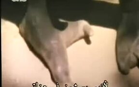 People With Ostrich Feet - Fun - VIDEOTIME.COM