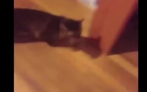 Funny Cats - Animals - VIDEOTIME.COM