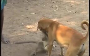 Beautiful Friendship - Animals - VIDEOTIME.COM