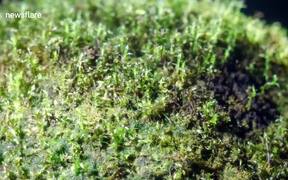 Eerie Miniature World Out Of Moss