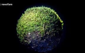Eerie Miniature World Out Of Moss - Fun - VIDEOTIME.COM