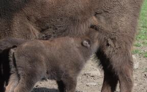 Birth of a Bison at the Domaine des Grottes de Han - Animals - VIDEOTIME.COM