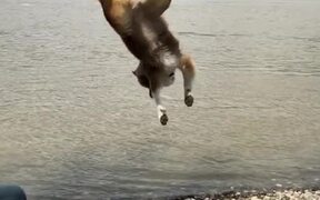 Amazing Backflip From Australian Shepherd 