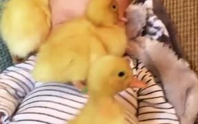 Ducklings Snuggle With Baby