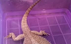 Cat Taps On Box Containing Lizard - Animals - VIDEOTIME.COM