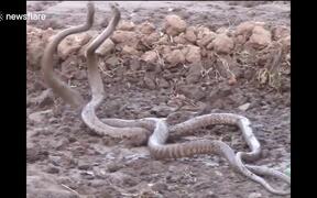 Two Snakes Seen Coiled Up In Strange Dance - Animals - VIDEOTIME.COM
