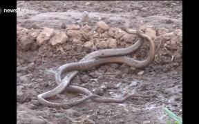 Two Snakes Seen Coiled Up In Strange Dance