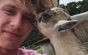 Baby Goat Chews on Man's Hair - Animals - VIDEOTIME.COM