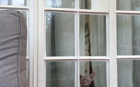 Intelligent Cat Opens Door and Lets Herself Out