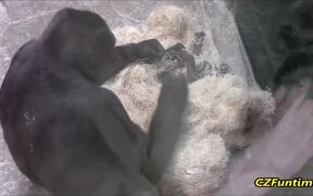 A Gorilla Comes To Show Her Baby To Tourists