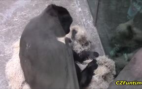 A Gorilla Comes To Show Her Baby To Tourists - Animals - VIDEOTIME.COM