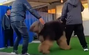 Very Big Dog