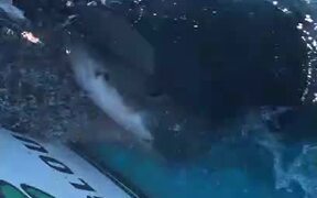 Great White Shark Attacks