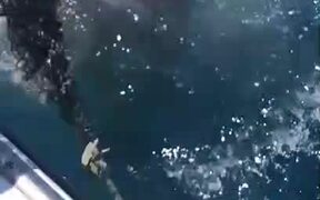 Great White Shark Attacks - Animals - VIDEOTIME.COM