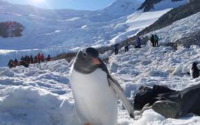 Antarctic Selfie - Animals - VIDEOTIME.COM