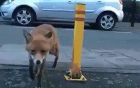 When A Fox Catches The Man