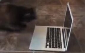 Cat & Reflection - Animals - VIDEOTIME.COM