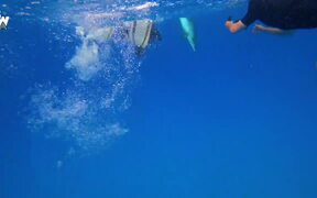 Dolphin STEALS From Diver