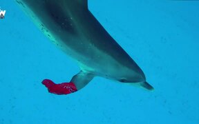 Dolphin STEALS From Diver