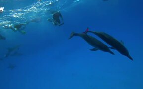 Dolphin STEALS From Diver - Animals - VIDEOTIME.COM