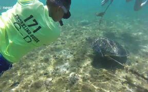 Swimmer Rescues Turtle Trapped By Rope - Animals - VIDEOTIME.COM