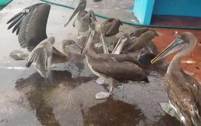 Sea lions, Pelicans And Iguanas Wait In Line