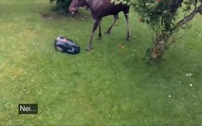 Elan Destroys Automatic Mower - Animals - VIDEOTIME.COM