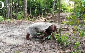 Funny Orangutans - Animals - VIDEOTIME.COM