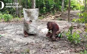 Funny Orangutans - Animals - VIDEOTIME.COM