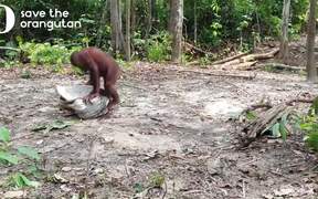 Funny Orangutans