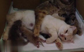 Baby Kittens - Animals - VIDEOTIME.COM