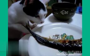 Funny Cats Compilation