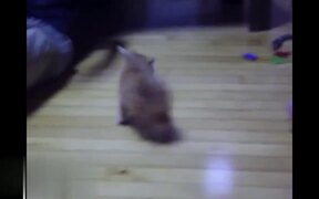 Spin and Dizzy Cat