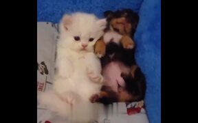 So Many Cute Kittens